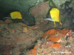 Forcipiger flavissimus (Gelber Maskenpinzettfisch)